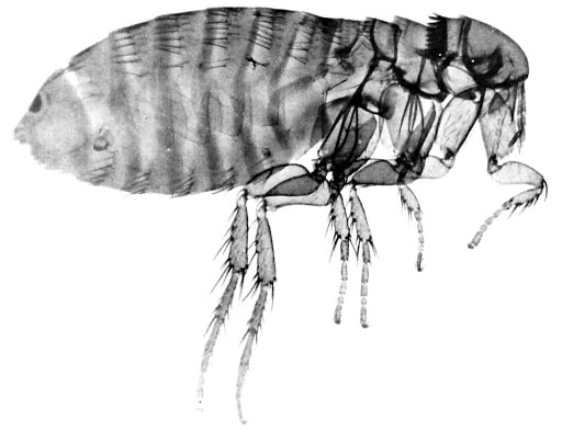 Houston Flea Control - Enlarged, x-ray image of a flea