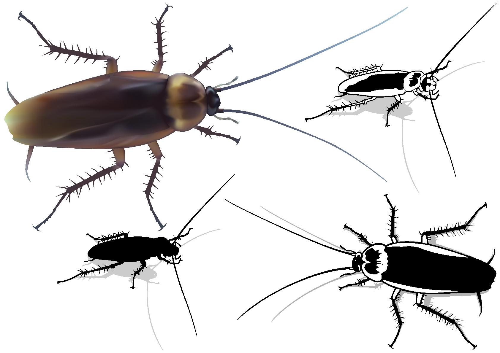 Houston Roach Control - McGrath Pest Control - Different types of roaches